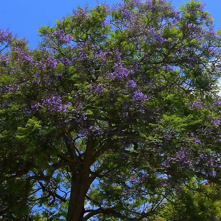 Quinta Araucaria Funchal *